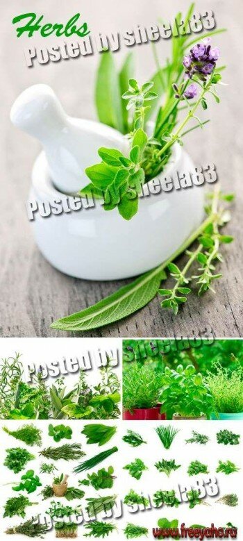   -   | Green herbs